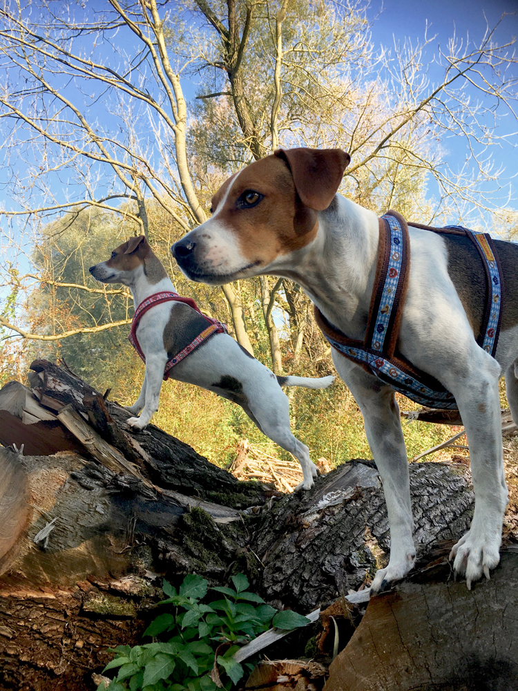 Gardhund I Was der Dansky so braucht